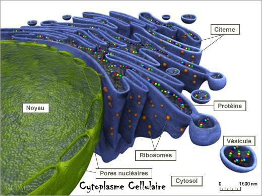 réticulum endoplasmique cytoplasme