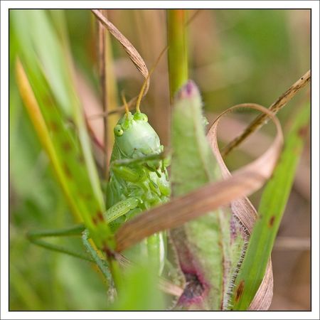 sauterelle_verte_herbes_130610