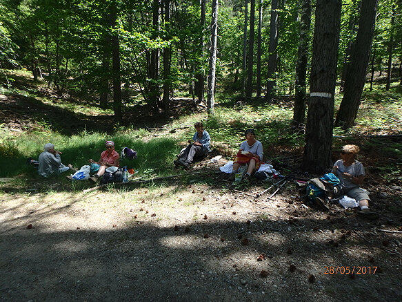 4 dans la forêt