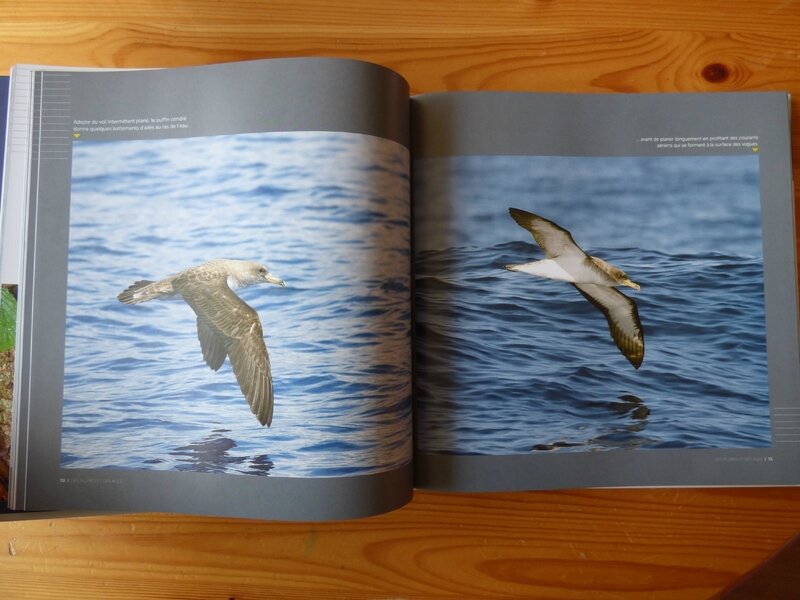 Des plumes et des ailes (2)