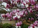 magnolia