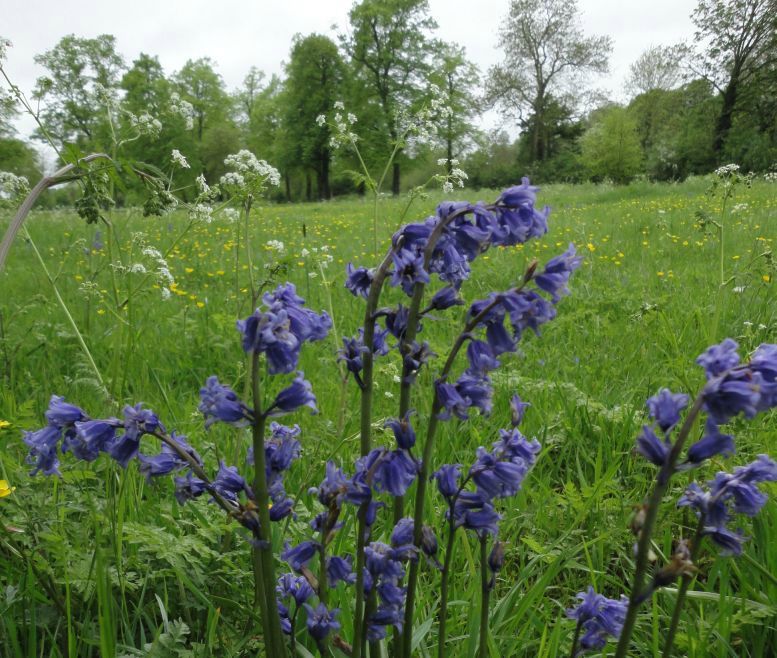 bluebell