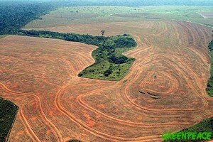 deforestation_novoprogresso