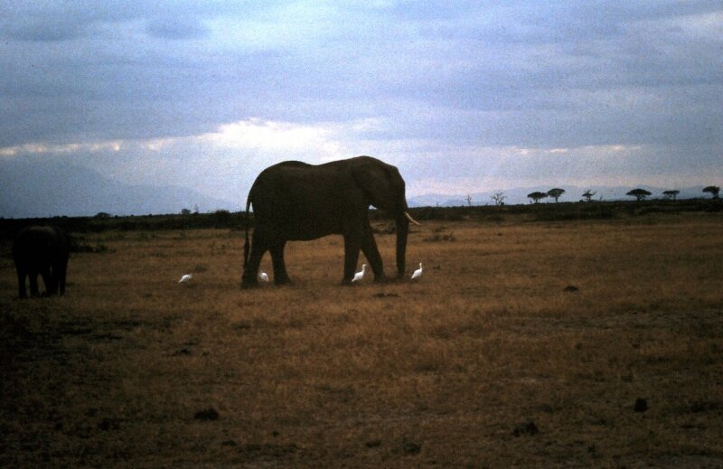 amboseli elephants troupeaux uu