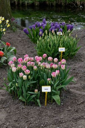 IMG_2817_DxO