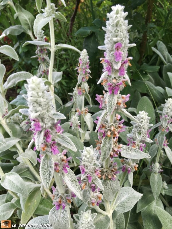 Epiaire laineux • Stachys byzantina lanata