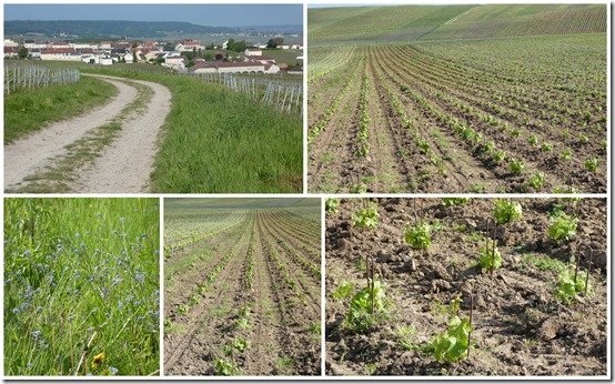 champs, vignes et fleurs, mai 20237