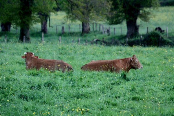 Vaches