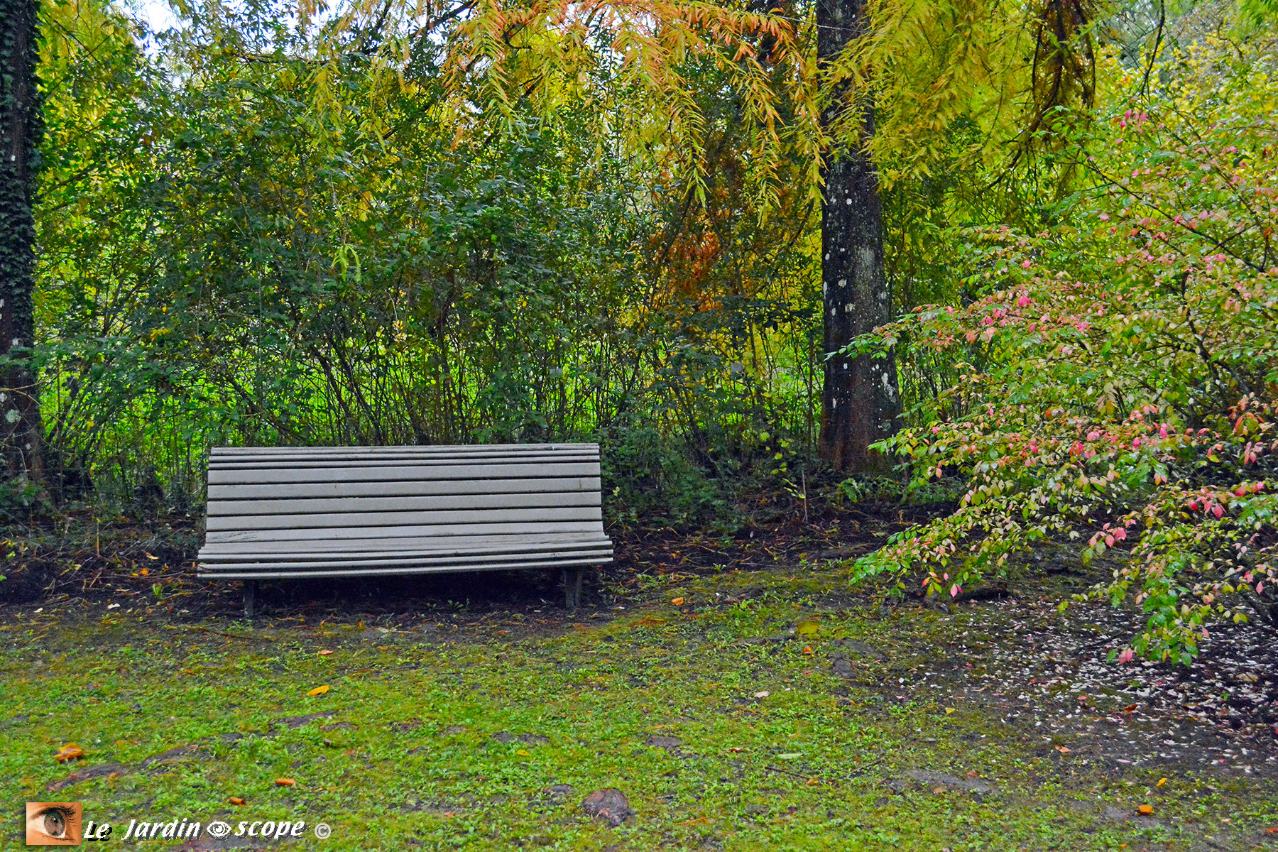 Banc au conservatoire d'Ilex de Meung-sur-Loire (41)