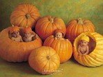 anne_geddes_b_b__ds_citrouille