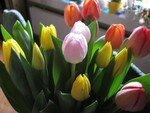 Tulipaner_3