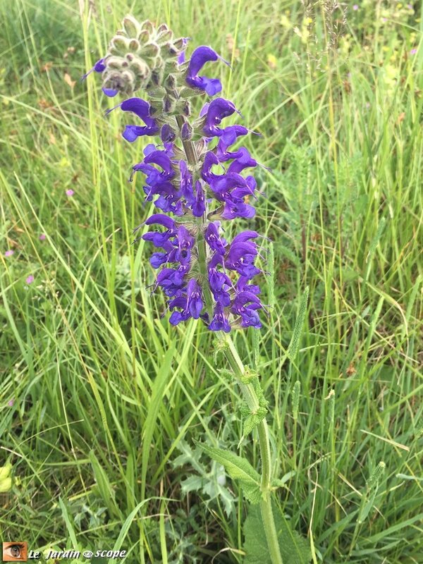 salvia pratensis