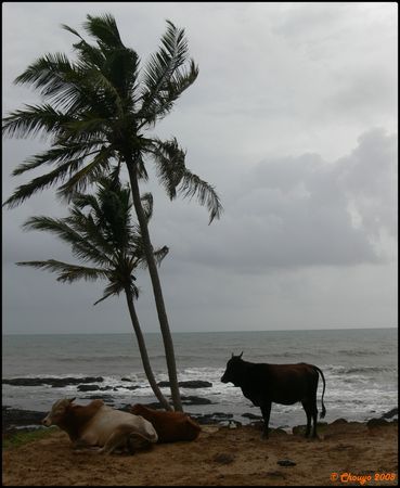 Vaches___Goa