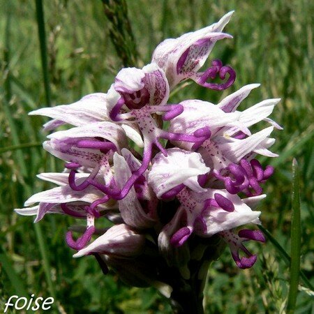 orchis_singe_16_avril_2008