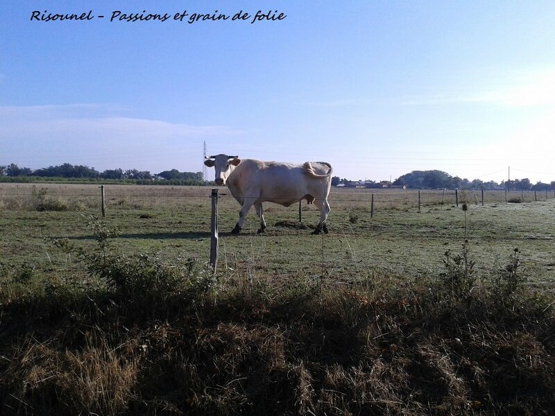 agricole1 vache mirandaise