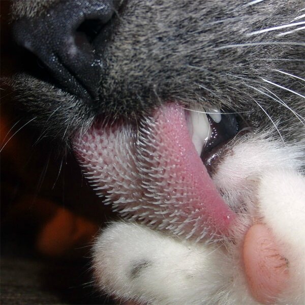 chat se toilette