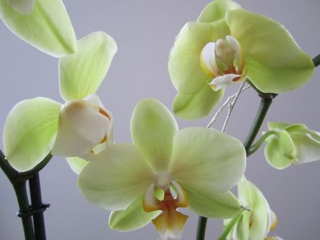 orchid_e2011_114