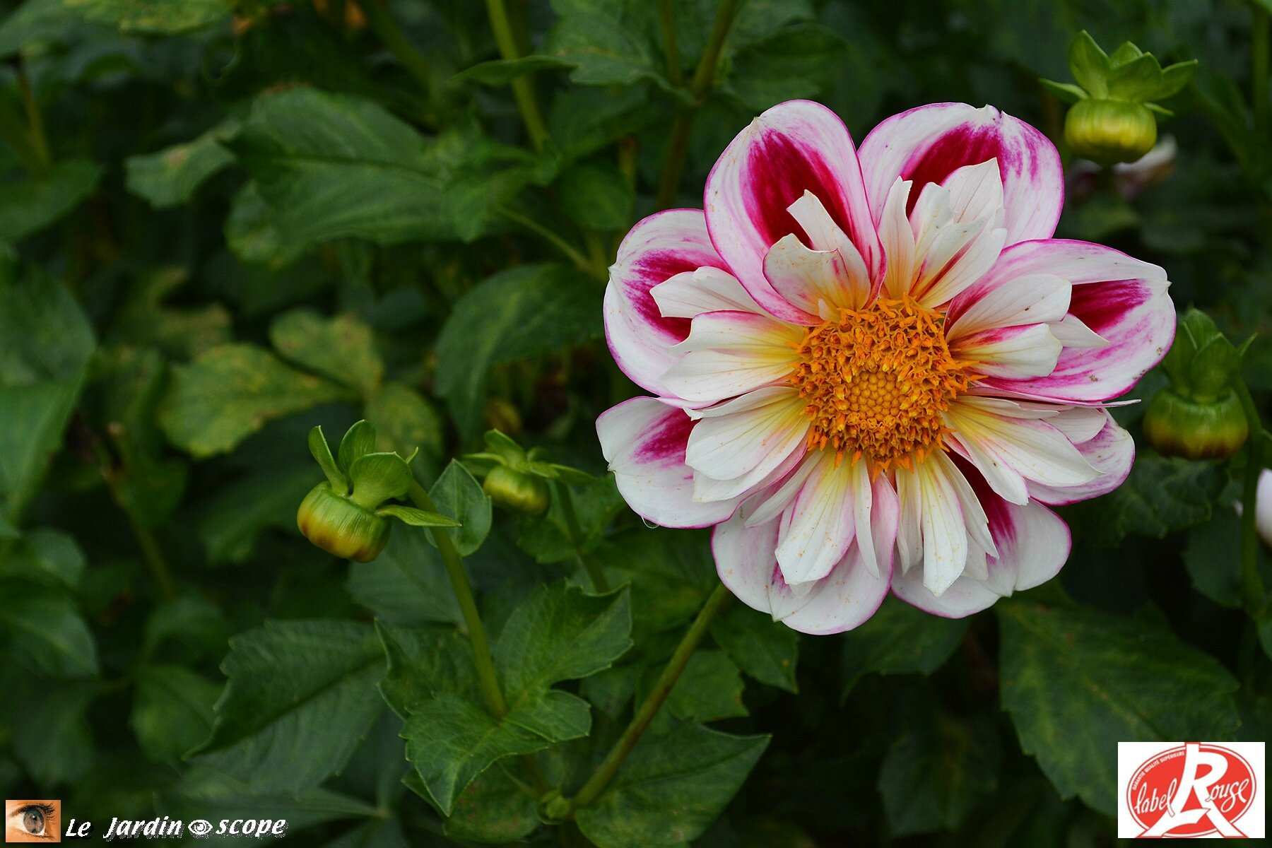 Dahlia Bumble-Rumble (Label Rouge)