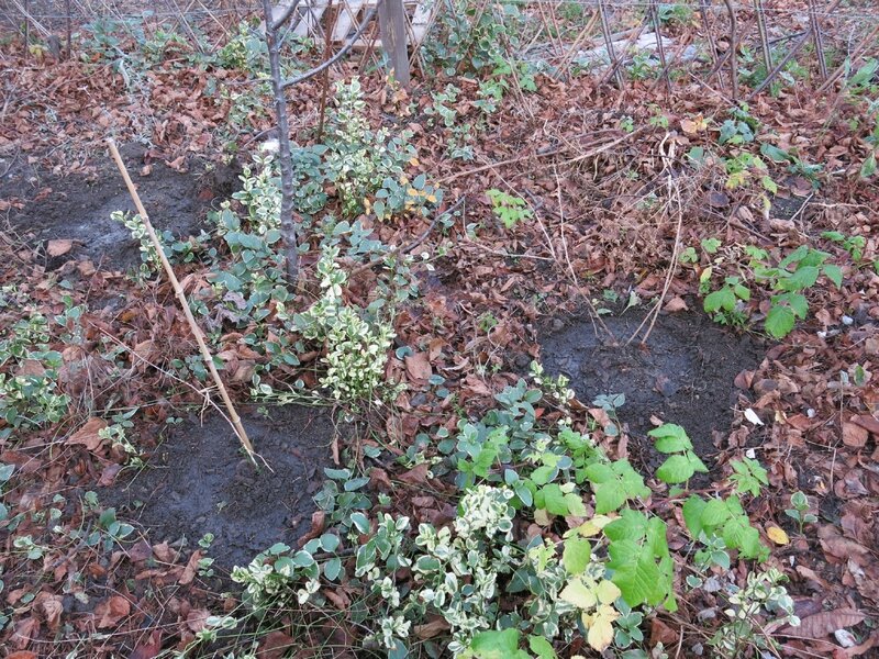 groseillier maquereau replanté