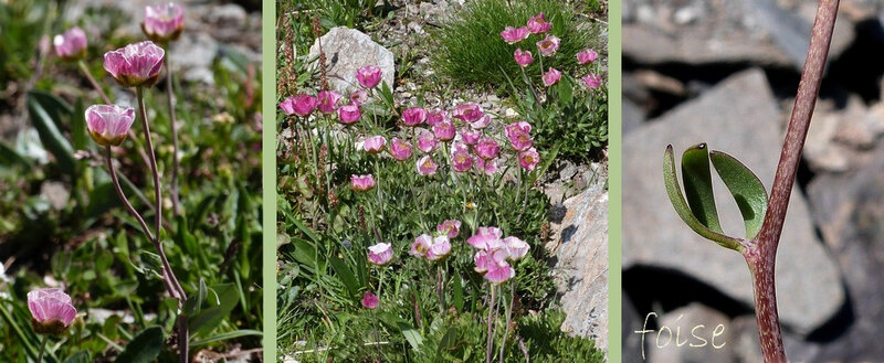 tige simple ou rameuse glabre ou + cotonneuse feuilles caulinaires sessiles