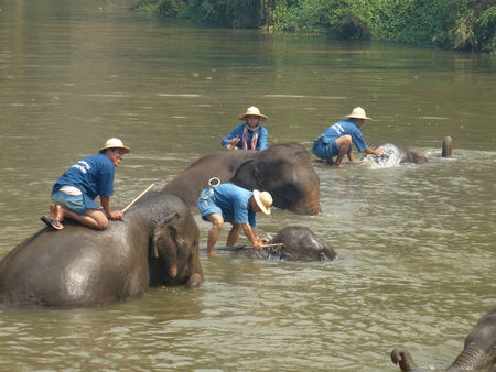 Centre_de_protection_des_elephants_Wat_Lampang_Louang_Wat_Hari_P_101