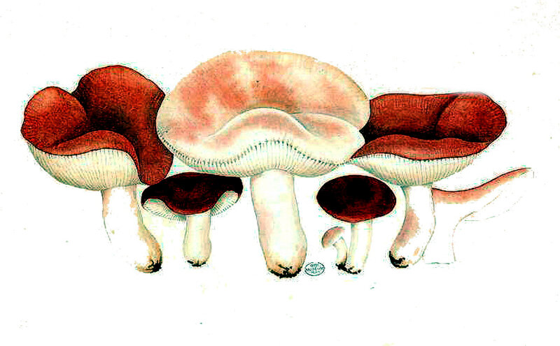 183 Russula emetica, 13 8bre 1893, page 227 409