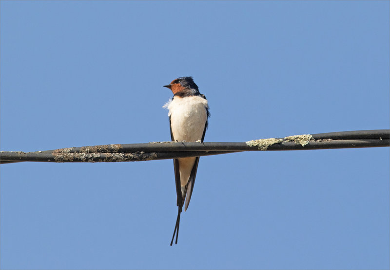 Oiseau hirondelle rustique 2 160422