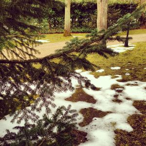 Sapin_et_fonte_des_neiges__d_tail_2
