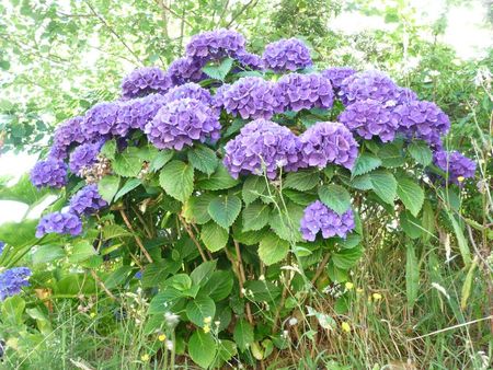 hortensias violets