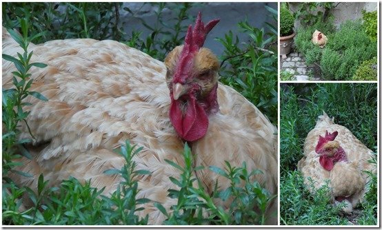 poule
