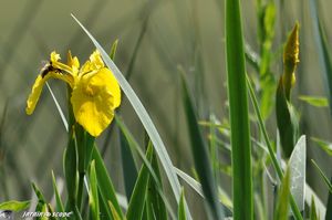 Iris des marais • Iris pseudacorus