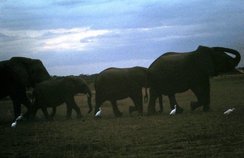 amboseli elephants troupeaux vv