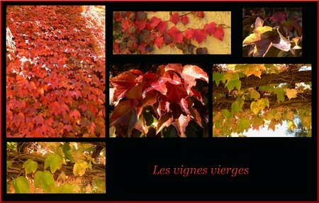 vignes_vierges