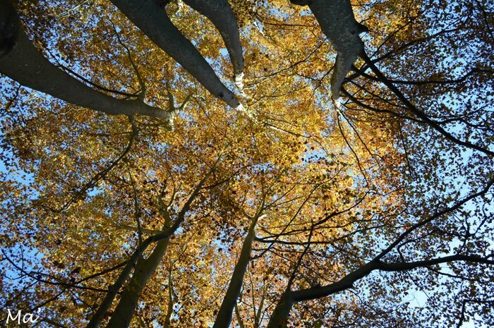 151029_feuilles_automne2