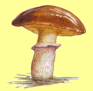 suillus
