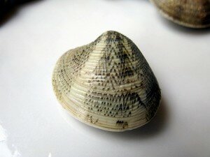 vongole2