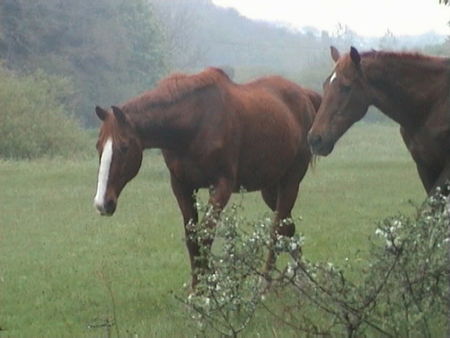 a_ces_chevaux