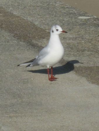 VENDEE NOVEMBRE 2012 224