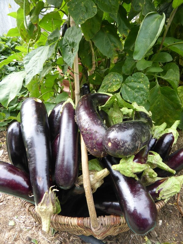 25-aubergines (1)