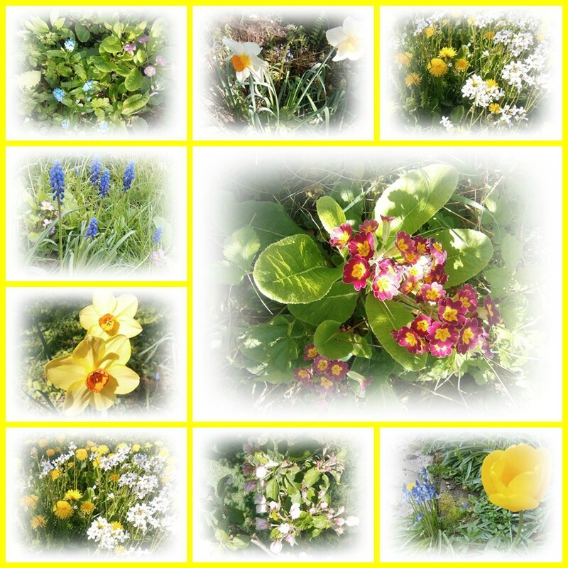 fleurs du jardin printemps 2014