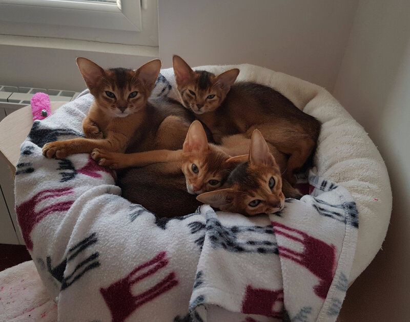 4-chatons-abyssins-1