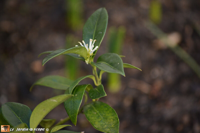 Sarcococa fleur