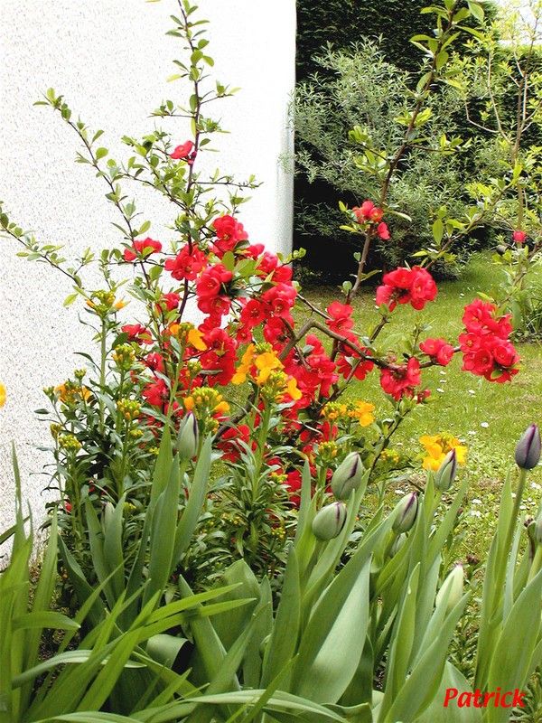 Cognassier du japon ‘Crimson’, giroflées jaunes et tulipes