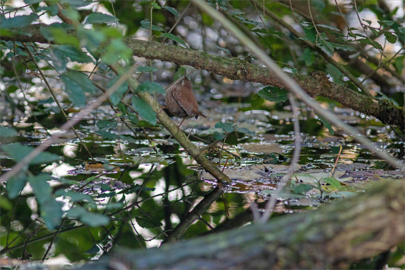 Oiseau troglodyte 3 131222