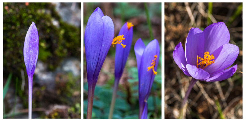 triptyque crocus