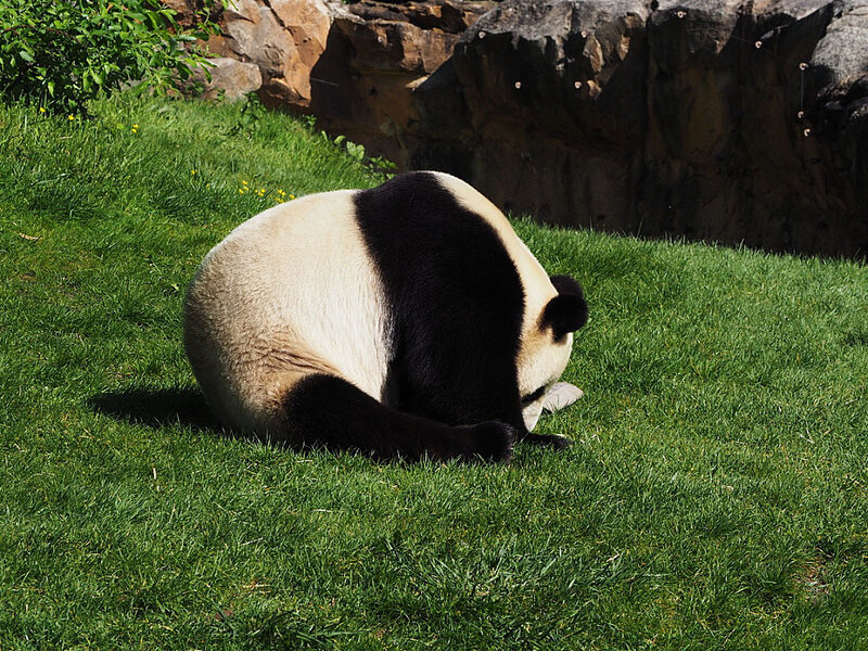 zoo-beauval-animaux-panda-17