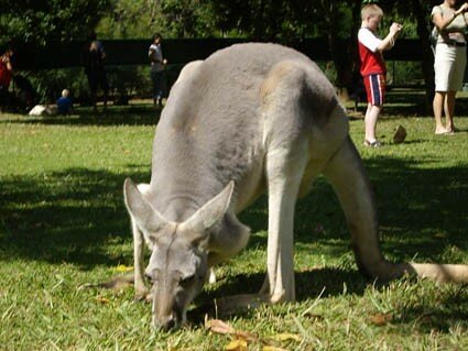 Kangoroo