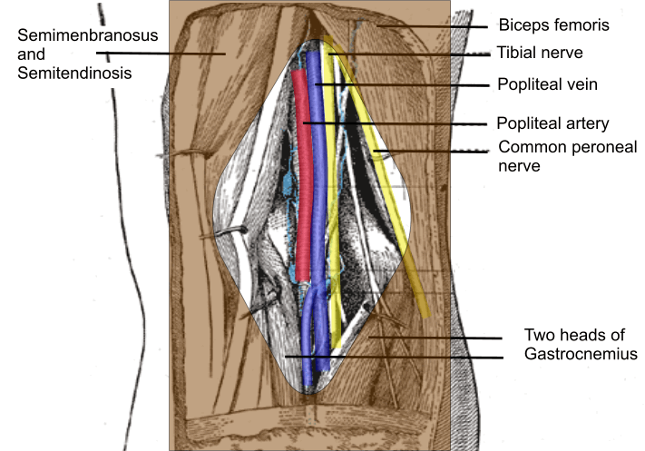 popliteal-fossa