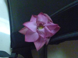fleur_de_lotus_sur_sac__Large_