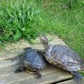 A la rencontre des tortues